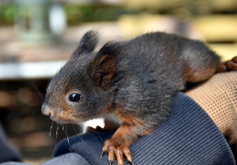 Zutrauliches junges Eichhörnchen