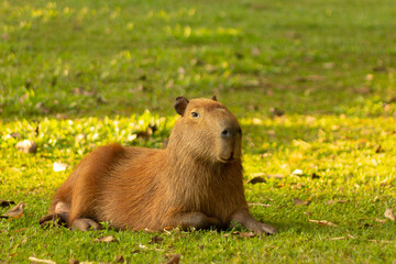 Capybara smiling, lying on the grass, at the golden hour of the sunset, chilling.