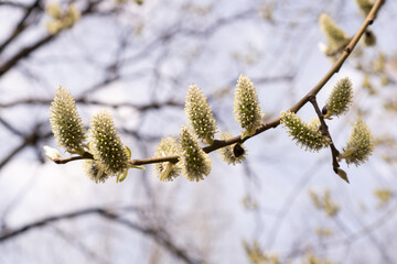 Fluffy catkins on willow tree branch. Beautiful spring natural background.