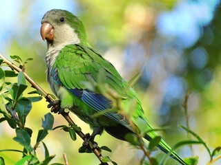 green parrot