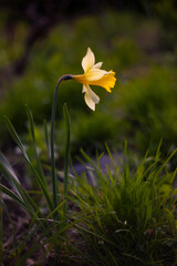 Beautiful blooming daffodil outdoors on a spring day. Narcissus close up, soft background.  (Narcissus pseudonarcissus)