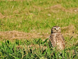 owl in the grass