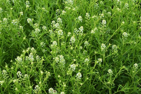 Virginia pepperweed. Brassicaceae biennial weed.
