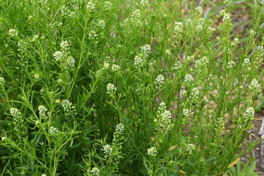 Virginia pepperweed. Brassicaceae biennial weed.