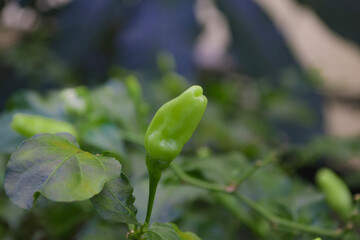 Green chilies standing perpendicular to the stem were photographed in the morning with selective focus ang background blur