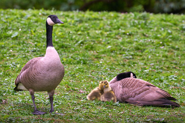 Canada Geese and Goslings Resting. Canada Geese protecting goslings while resting.

