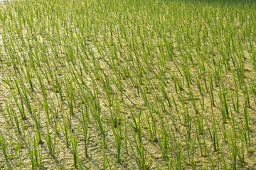 RIce paddy field