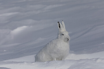 Side profile of arctic hare Arctic Hare, Lepus arcticus, found in the snow covered tundra, near Arviat, Nunavut
