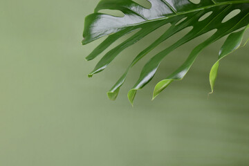 Monstera leaf on a green background. Copy Space