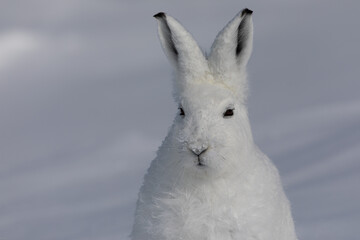 Closeup of an Arctic hare with its eyes open while sitting in the snow, near Arviat, Nunavut