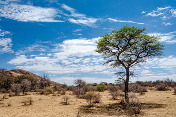 Tree, Namibia