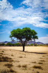 Fototapeta na wymiar Tree, Namibia