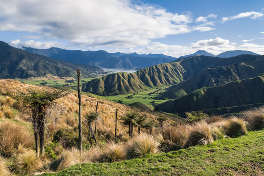 rolling hills landscape with tussock and silver ferns near Havelock town in South Island, New Zealand