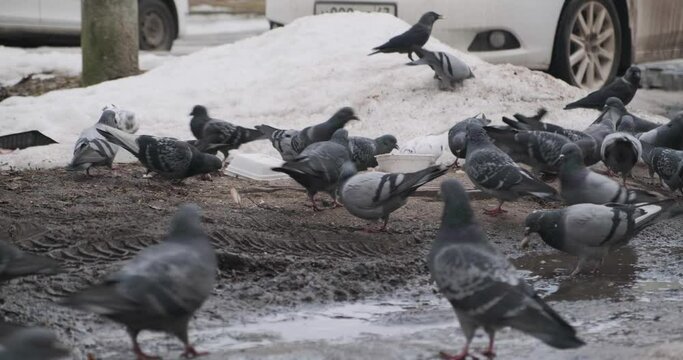 crowd of pigeons in the street
