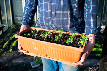 holding tomato seedlings organic gardening