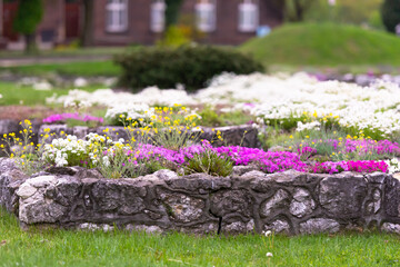 The foundation of old buildings in the center of Krakow. Flowers are planted on the ruins of old churches. Spring Krakow.