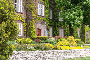 An old house surrounded by greenery. One of the houses in the center of Krakow entwined with plants and with compositions on the street.