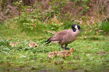 Canada Goose and Goslings Feeding. A Canada Goose protecting goslings while feeding.

