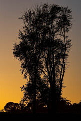 Fototapeta na wymiar silhouette of tree at dawn