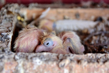Two baby pigeon aged a few days of the Djulija breed sleeping in a nest in a cage