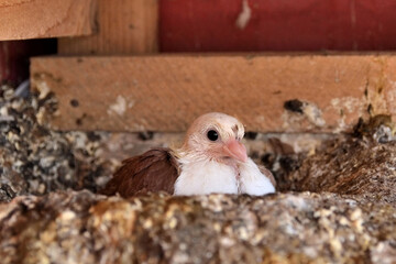 Very young pigeon of the Djulija breed sitting in a nest in a cage and looking in camera