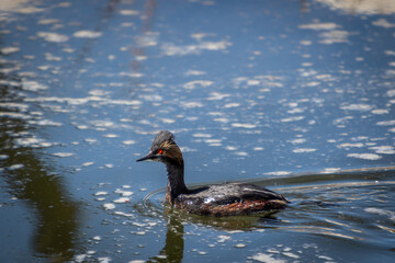 Black-necked Grebe Bird Swimming on Water Surface at Lake
