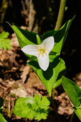Flowering western trillium -  three white petals contrast three green leaves