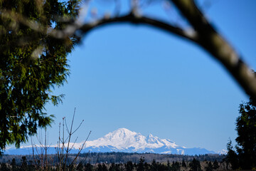 Snowcapped Mount Baker framed by curving branch.  White Rock