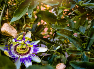 purple and yellow