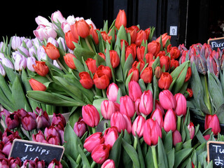 London Tulips