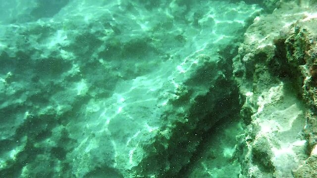 Underwater of a real sea with microscopic animals, planktons and small fishes in natural ecosystem.Include bacteria, archaea, algae, protozoa and drifting or floating animal.Mossy moss coral reef aqua