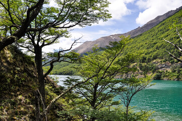 Fototapeta na wymiar trees forest, lake in the mountains
