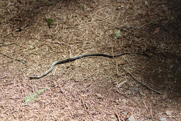 snake in the ground