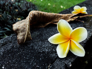 White yellow frangipani flower with dry leaf on a blurred background