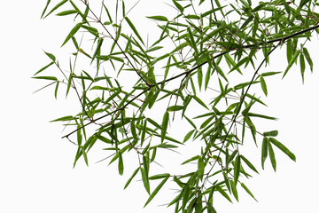 Green bamboo leaves isolated on white background
