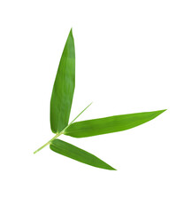 Green bamboo leaves isolated on white background