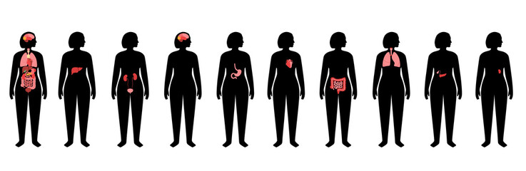 Human internal organs
