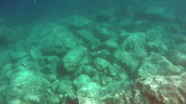 Underwater of a real sea with microscopic animals, planktons and small fishes in natural ecosystem.Include bacteria, archaea, algae, protozoa and drifting or floating animal.Mossy moss coral reef aqua