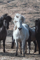 White Icelandic horse in the windy day in Iceland. 