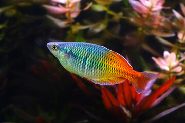 Aquarium fish : Boesemani rainbow fish