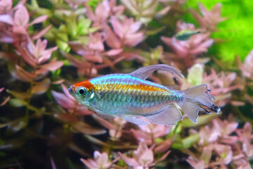 Congo tetra fish (Phenacogrammus interruptus) is a species of fish in the African tetra family, found in the central Congo River Basin in Africa. Famous aquarium fish