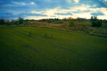 Fototapeta na wymiar Stockholm Ekero - Aerial view of a autumn field 20-09-01. High quality photo