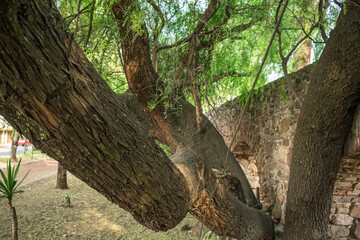 Fototapeta premium Árbol con brazos
