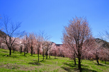Obraz premium 桜峠公園の桜（福島県・裏磐梯）