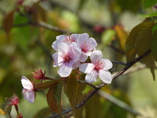 日本の花・桜