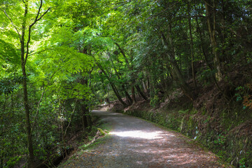 緑の森の奥へと続く緩やかな下り道