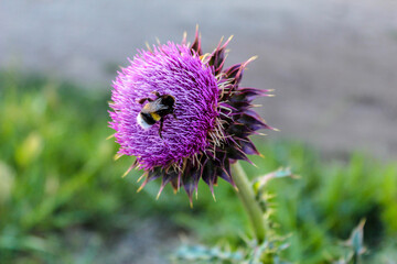 Abeja
