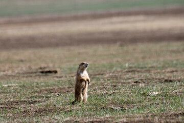 Prairie dog on alert for predators in the Badlands of South Dakota