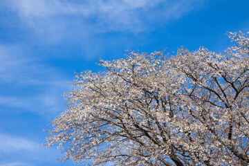 慈眼寺公園の山桜
