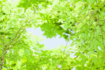 Fototapeta na wymiar 森の中の新緑を下から見上げる 